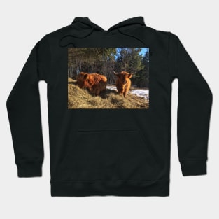 Scottish Highland Cattle Cow and Calf 1966 Hoodie